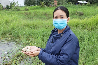 Thu nhập cao từ nuôi ốc bươu đen