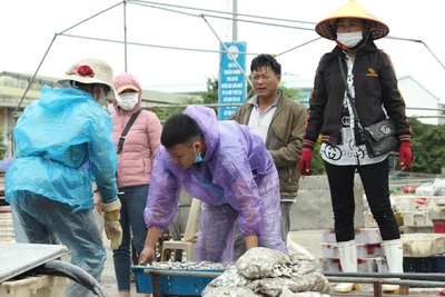 Tiếp sức ngư dân vượt khó, bám biển (*): Đưa ngư dân vào chuỗi cung ứng