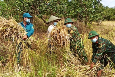 Bộ đội Biên phòng tỉnh Gia Lai giúp dân bằng việc làm thiết thực