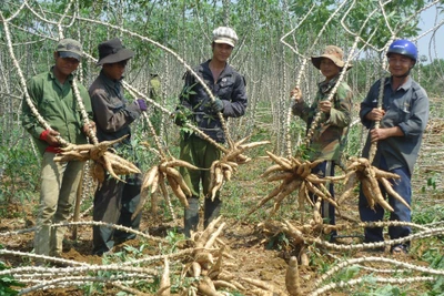 Chỉ một động thái của Trung Quốc, giá 2 loại nông sản này của Việt Nam đột nhiên sụt giảm