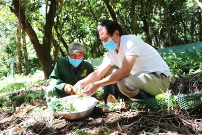 Kon Tum: Ươm mầm sâm trên đỉnh Ngọc Linh