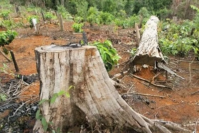 Đắk Nông: Nhiều đơn vị được giao quản lý rừng, lại để... mất rừng!