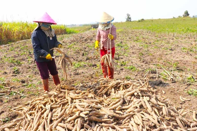 Nông dân phấn khởi vì giá mì tăng