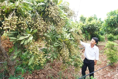 Chư Sê hình thành vùng chuyên canh cây ăn quả