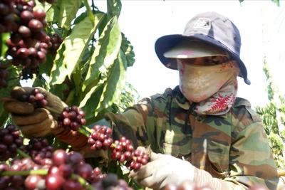 "Lên hương" cà phê Đắk Nông nhờ thay đổi phương thức thu hoạch