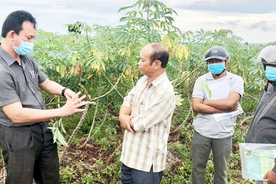 Hội thảo đầu bờ mô hình sản xuất giống mì sạch bệnh tại Phú Thiện