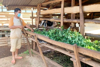 Đak Djrăng chú trọng xử lý môi trường chăn nuôi