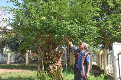 Lan tỏa phong trào trồng cây xanh ở buôn làng