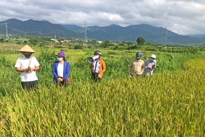 Đak Pơ: Nghiệm thu chương trình hỗ trợ phát triển sản xuất lúa giống mới