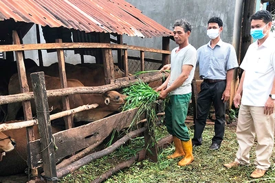 Bí thư chi bộ "miệng nói tay làm"