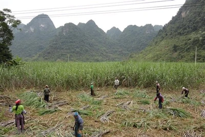 Cơ hội nào cho doanh nghiệp sản xuất mía đường trong nước