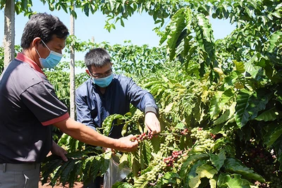 Gia Lai: Kinh tế tập thể phát triển về số lượng, quy mô và chất lượng