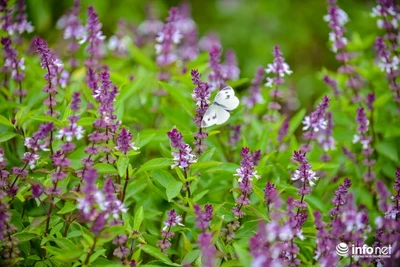 Cánh đồng hoa Lavender ở ngoại đô gây sốt cộng đồng mạng