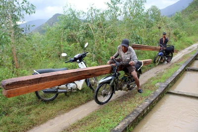 Ngang nhiên phá rừng phòng hộ bán gỗ làm bè nuôi tôm