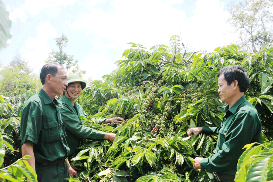 Cựu chiến binh Ia Sao chăm lo phát triển kinh tế