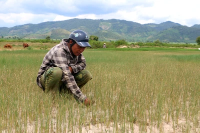 Ia Pa: Tập trung đẩy mạnh chuyển đổi cơ cấu cây trồng