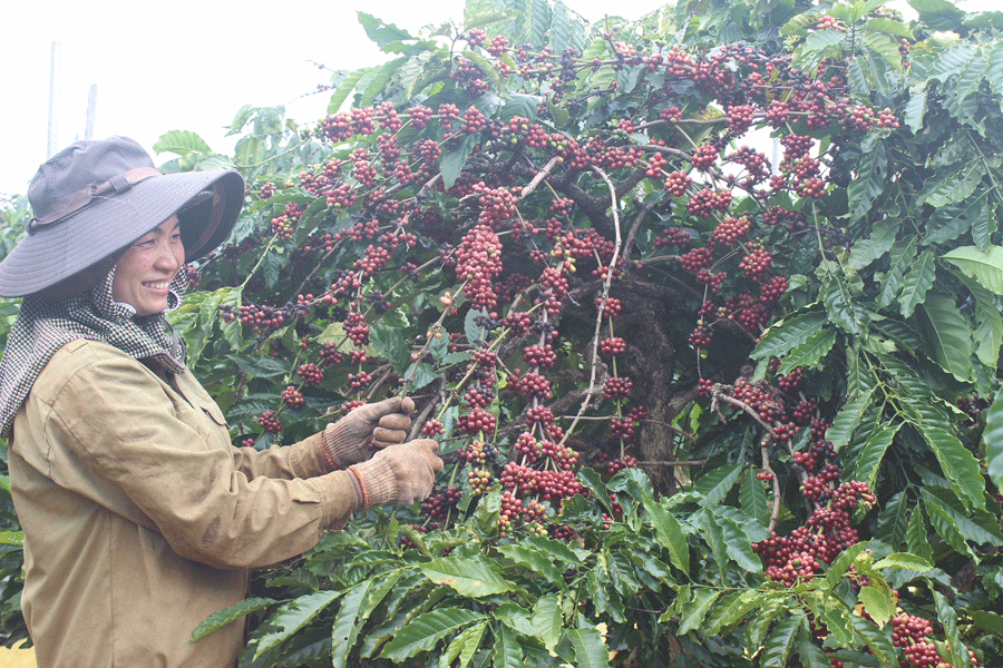 Nhộn nhịp mùa thu hoạch cà phê