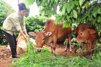 Chư Sê nhân rộng các mô hình, câu lạc bộ để thu hút hội viên