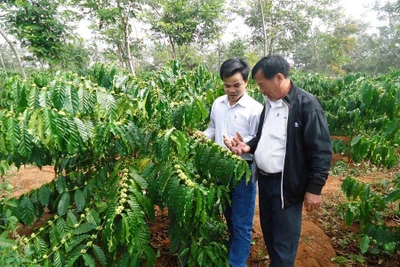 Gần 19.500 ha cà phê có chứng nhận UTZ, 4C