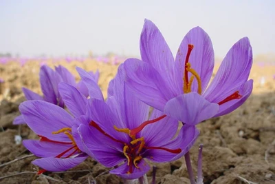 Saffron – "Vàng đỏ" làm đẹp của Iran chính thức phân phối ở Việt Nam