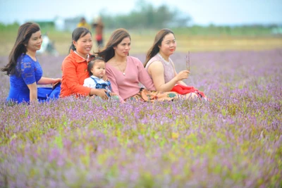 Chư Pưh: Ngất ngây với cánh đồng cỏ tím