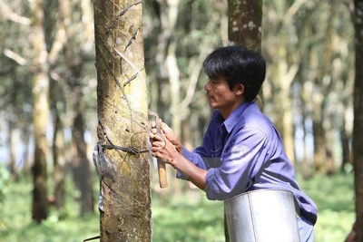 Cổ phần hóa Tập đoàn Cao su: Tìm nhà đầu tư chiến lược trong nước