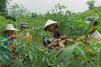 Ia Pa: Người trồng mì hợp tác với ngân hàng và nhà máy