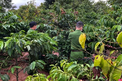 Giá cà phê nhân Đắk Lắk tăng thêm 300 đồng/kg, nông dân yên tâm hái cà phê chín vì điều này