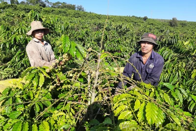 Kon Tum: Nhộn nhịp "chợ lao động" hái cà phê, làm 1 tháng thoải mái tiền tiêu tết