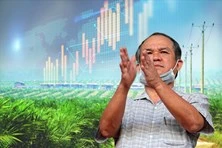 Cổ phiếu HAG, HNG của bầu Đức bật cao chót vót, giá thịt lợn kì vọng tăng