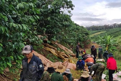 Giá cà phê Robusta cao nhất là 41.100 đồng/kg, thanh niên Lâm Đồng phải rủ nhau hái cà "vần công", vì sao vậy?