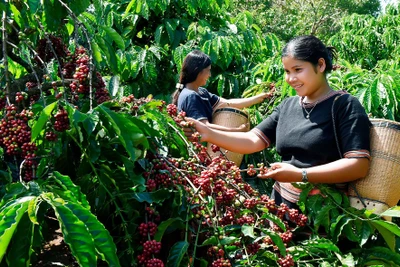 Bộ trưởng Lê Minh Hoan: Ngành hàng cà phê muốn đi xa phải đi cùng nhau