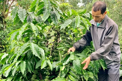 Giá cà phê nhân Đắk Lắk hôm nay tăng cao, để cây cà phê đóng chùm tốt, nông dân cần phải làm gì?