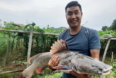 Loài "thủy quái" đuôi đỏ trứ danh đất Gia Lai được mệnh danh đắt giá nhất dòng Sê San, săn bắt vô cùng khó khăn