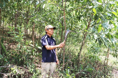 Làm giàu từ trồng rừng