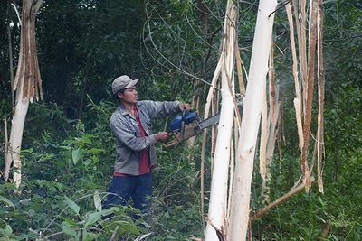 Kông Chro: Trồng rừng sản xuất để thoát nghèo