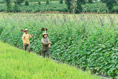 Nông dân Chư Păh chuyển đổi cây trồng để tránh hạn