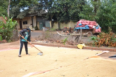 Nông hội trồng lúa làng Greo Pết hiệu quả rõ nét