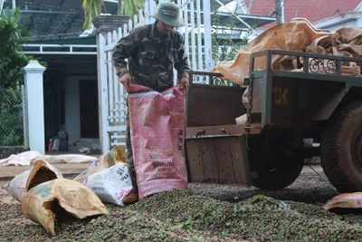 Giá cà phê nhân Đắk Lắk cao hơn giá cà phê cách đây 27 năm, vì sao nông dân kêu vẫn lời có tí xíu?