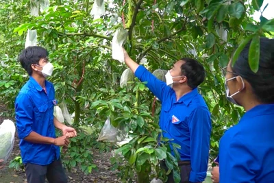 Chàng trai trẻ làm giàu từ mãng cầu xiêm