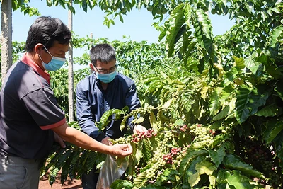 Nâng cao năng lực quản lý hợp tác xã: Yêu cầu cấp thiết