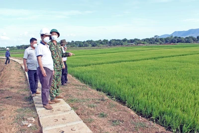 Nước về cánh đồng làng Me