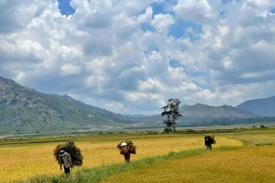 Hương ngàn gió nội