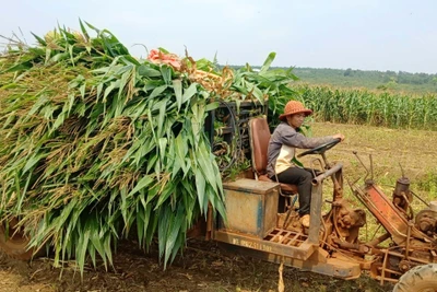 Chư Sê đẩy mạnh chuyển dịch cơ cấu cây trồng, vật nuôi