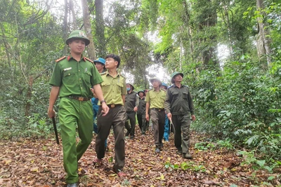 Kbang hướng đến phát triển lâm nghiệp bền vững