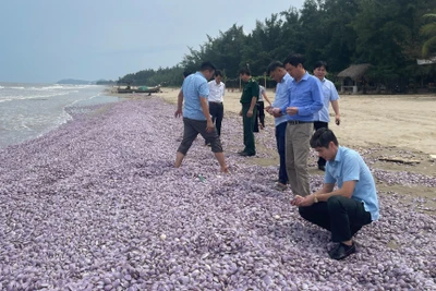 Hàng chục tấn vỏ ngao chất đống dọc bãi biển Thanh Hóa