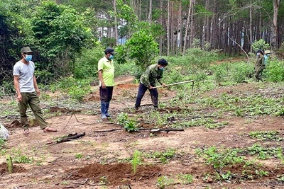 Công tác trồng rừng ở Gia Lai gặp nhiều khó khăn