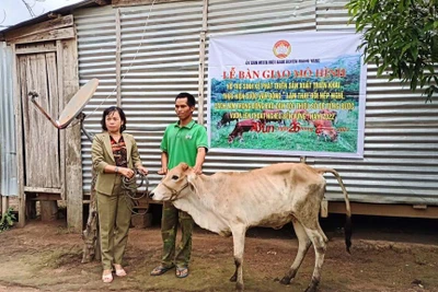 Mang Yang trao 3 con bò giống sinh sản cho hộ nghèo