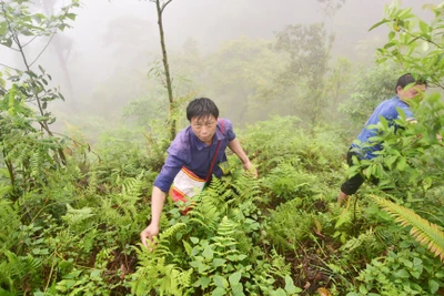 Lên núi, đợi con Tu Pù... kéo nhau