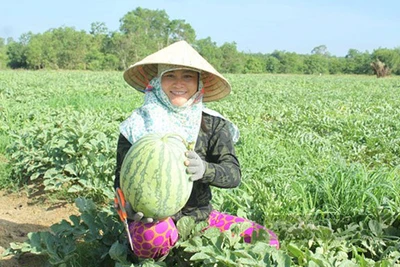 Quảng Ngãi: Đồng ý chủ trương đăng ký bảo hộ nhãn hiệu tập thể "Dưa hấu Sa Huỳnh"